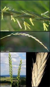 Attēlu rezultāti vaicājumam “Elytrigia repens”