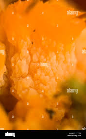 Attēlu rezultāti vaicājumam “Colloderma oculatum plasmodium”