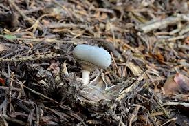 Attēlu rezultāti vaicājumam “Geastrum pectinatum”