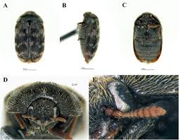 Attēlu rezultāti vaicājumam “Megatoma undata”