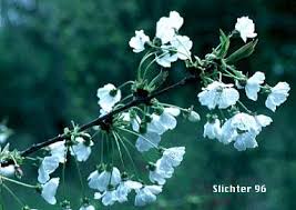 Attēlu rezultāti vaicājumam “Cerasus flower”