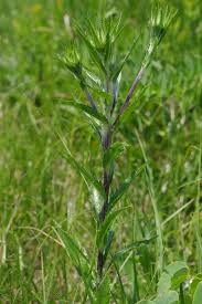 Attēlu rezultāti vaicājumam “Carlina biebersteinii”