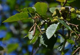 Attēlu rezultāti vaicājumam “Alnus incana leaf”