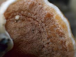 Attēlu rezultāti vaicājumam “Gloeoporus pannocinctus”