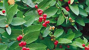 Attēlu rezultāti vaicājumam “Lonicera tatarica fruit”