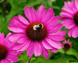 Image result for Echinacea Lustre hybrids