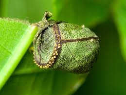 Attēlu rezultāti vaicājumam “Attelabus nitens”