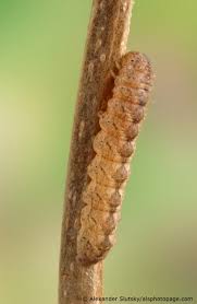 Attēlu rezultāti vaicājumam “Polia nebulosa”