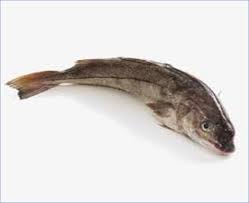 Image result for Melanogrammus aeglefinus