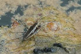 Attēlu rezultāti vaicājumam “Limnoporus rufoscutellatus”