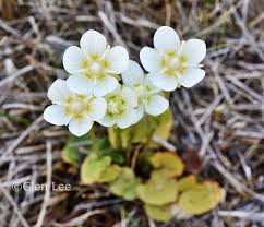 Attēlu rezultāti vaicājumam “Parnassia palustris leaf”