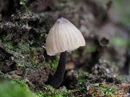 Attēlu rezultāti vaicājumam “Mycena stipata”
