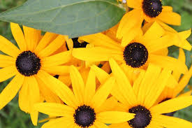 Attēlu rezultāti vaicājumam “Rudbeckia hirta var. pulcherrima”