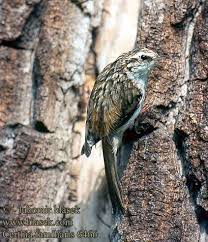Attēlu rezultāti vaicājumam “Certhia familiaris”