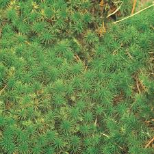 Attēlu rezultāti vaicājumam “Polytrichum juniperinum”