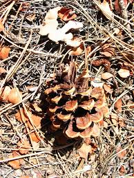 Attēlu rezultāti vaicājumam “Pinus ponderosa fruit”