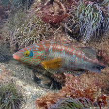 Image result for Symphodus melops