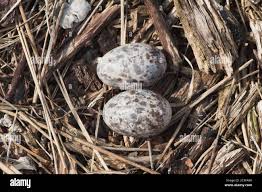 Attēlu rezultāti vaicājumam “Caprimulgus europaeus eggs”