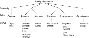 Attēlu rezultāti vaicājumam “Gramineae”