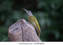 Attēlu rezultāti vaicājumam “Picus canus”