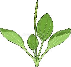Attēlu rezultāti vaicājumam “Plantago major leaf”