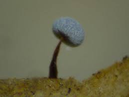 Attēlu rezultāti vaicājumam “Physarum gravidum”