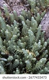 Attēlu rezultāti vaicājumam “Sedum rupestre”