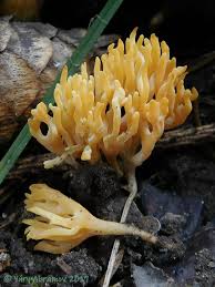 Attēlu rezultāti vaicājumam “Ramariopsis crocea”