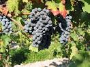 Rotweinrebsorten Pfalz: Merlot, Dornfelder, Spätburgunder