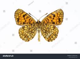 Attēlu rezultāti vaicājumam “Melitaea diamina underside”