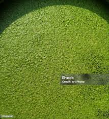 Attēlu rezultāti vaicājumam “Lemnaceae”