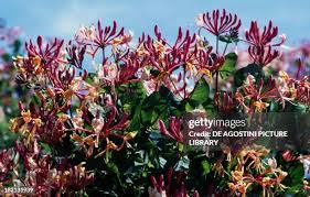 Attēlu rezultāti vaicājumam “Caprifoliaceae”