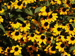Image result for Rudbeckia Paradisio