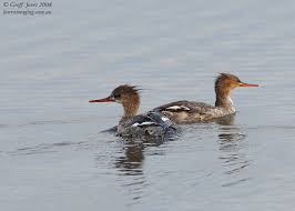 Attēlu rezultāti vaicājumam “Mergus serrator female”