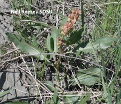 Attēlu rezultāti vaicājumam “Polygonaceae”