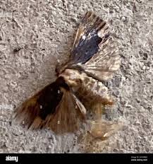 Attēlu rezultāti vaicājumam “Dypterygia scabriuscula”