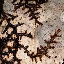 Attēlu rezultāti vaicājumam “Frullania fragilifolia”