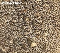 Attēlu rezultāti vaicājumam “Cerrena unicolor”