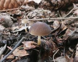 Attēlu rezultāti vaicājumam “Strobilurus esculentus”