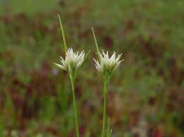 Attēlu rezultāti vaicājumam “Rhynchospora alba flower”