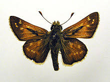 Attēlu rezultāti vaicājumam “Hesperia comma underside”