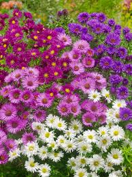 Image result for Aster novi-belgii