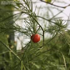 Attēlu rezultāti vaicājumam “Asparagus officinalis fruit”