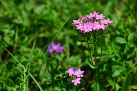 Attēlu rezultāti vaicājumam “Centaurium erythraea flower”
