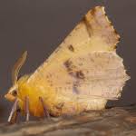 Attēlu rezultāti vaicājumam “Ennomos autumnaria male”