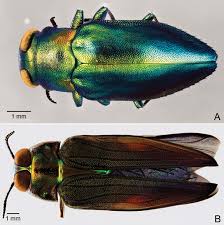 Attēlu rezultāti vaicājumam “Buprestidae”