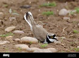 Attēlu rezultāti vaicājumam “Charadrius dubius adult”