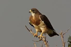 Attēlu rezultāti vaicājumam “Buteo buteo adult”