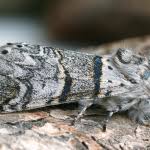 Attēlu rezultāti vaicājumam “Furcula bifida”