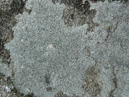 Attēlu rezultāti vaicājumam “Trapelia coarctata”